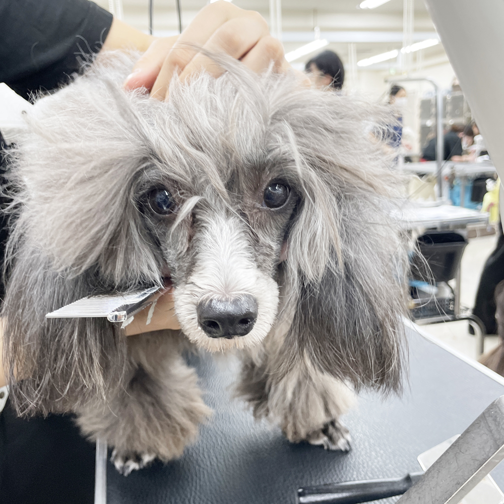 たくさんの犬種が来てくれます！